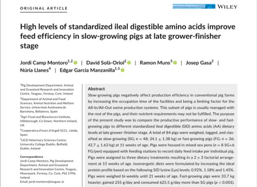 High levels of standardized ileal digestible amino acids improve feed efficiency in slow-growing pigs at late grower-finisher stage