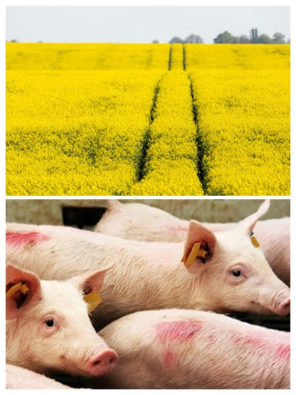 REDUCE_PI Nuevo proyecto para Reducir el Impacto Medioambiental de la Producción Porcina